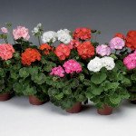 Пеларгонія Пінто F1 суміш (mix) /100 насінин/ *Syngenta*