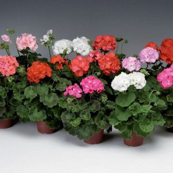 Пеларгония Пинто F1 смесь (mix) /100 семян/ *Syngenta*