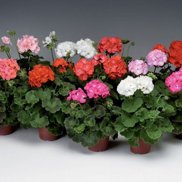 Семена пеларгонии Пинто F1 смесь (mix) /100 семян/ *Syngenta*