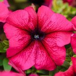 Петуния Лимбо F1 бургунди (burgundy) /1.000 семян (драже)/ *Hem Genetics*