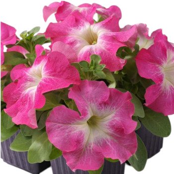 Петуния Лимбо F1 лососевое утро (salmon morn) /1.000 семян (драже)/ *Hem Genetics*