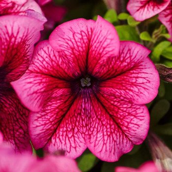 Петуния Лимбо F1 сливовая (plum) /1.000 семян (драже)/ *Hem Genetics*