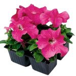 Петуния Танго F1 малиновая (pink) /1.000 семян (драже)/ *Hem Genetics*