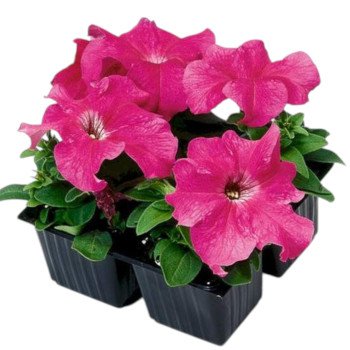 Петунія Танго F1 малинова (pink) /1.000 насінин (драже)/ *Hem Genetics*