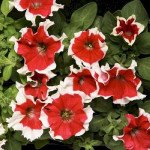Петунія Хулахуп F1 червона (red) /500 насінин (драже)/ *Sakata*