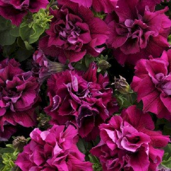 Петуния Дуо F1 бургунди (burgundy) /200 семян (драже)/ *Pan American*