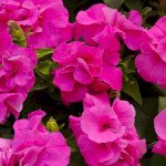 Петуния Дуо F1 розовая (rose) /200 семян (драже)/ *Pan American*