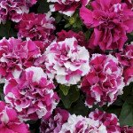 Петуния Дуо F1 розово-белая (rose&white) /200 семян (драже)/ *Pan American*