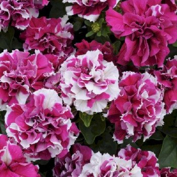 Петуния Дуо F1 розово-белая (rose&white) /200 семян (драже)/ *Pan American*