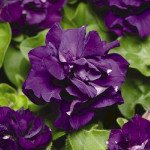 Петуния Дуо F1 синяя (blue) /200 семян (драже)/ *Pan American*