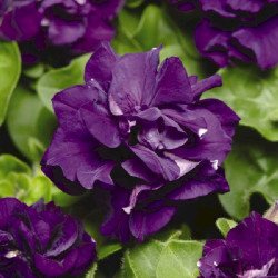 Петунія Дуо F1 синя (blue) /200 насінин (драже)/ *Pan American*