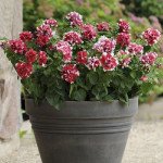 Петунія Дуо F1 червоно-біла (red&white) /200 насінин (драже)/ *Pan American*