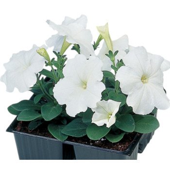 Петуния Ламбада F1 белая (white) /1.000 семян (драже)/ *Hem Genetics*