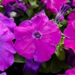 Петунія Мамбо F1 пурпурова (purple) /1.000 насінин (драже)/ *Hem Genetics*