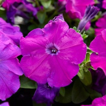 Петуния Мамбо F1 пурпурная (purple) /1.000 семян (драже)/ *Hem Genetics*