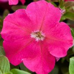 Петунія Мамбо F1 рожева (rose) /1.000 насінин (драже)/ *Hem Genetics*