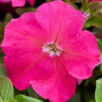 Петуния Мамбо F1 розовая (rose) /1.000 семян (драже)/ *Hem Genetics*