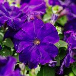 Петунія Мамбо F1 синя (blue) /1.000 насінин (драже)/ *Hem Genetics*