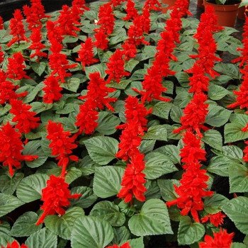 Сальвия Алерт красная (red) /100 семян/ *Hem Genetics*