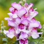 Антірінум Снеппі F1 орхід флейм (orchid flame) /100 насінин/ *Hem Genetics*