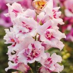 Антірінум Твінні F1 орхід (orchid) /100 насінин/ *Hem Genetics*