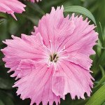 Гвоздика Діана F1 пінк (pink) /100 насінин/ *Hem Genetics*