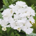 Гвоздика Чиба F1 белая (white) /100 семян/ *Hem Genetics*