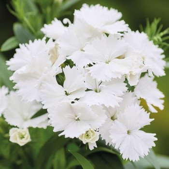 Гвоздика Чиба F1 белая (white) /100 семян/ *Hem Genetics*