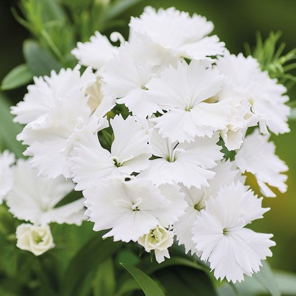 Семена гвоздики Чиба F1 белая (white) /100 семян/ *Hem Genetics*