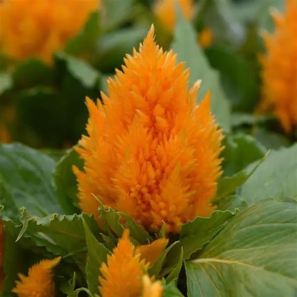 Насіння целозії Айс Крем жовта (yellow) /200 насінин (драже)/ *Pan American*