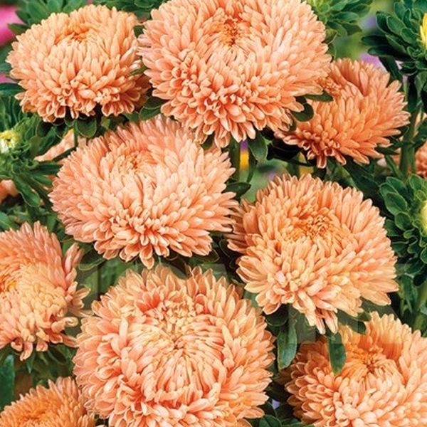 Насіння айстри Леді Корал салмон роуз (salmon rose) /1 г/ *Satimex*