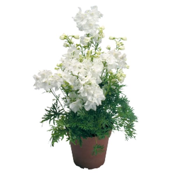 Семена дельфиниума Саммер белый (stars) /100 семян/ *Benary*