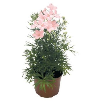 Дельфініум Саммер світло-рожевий (morning) /100 насінин/ *Benary*