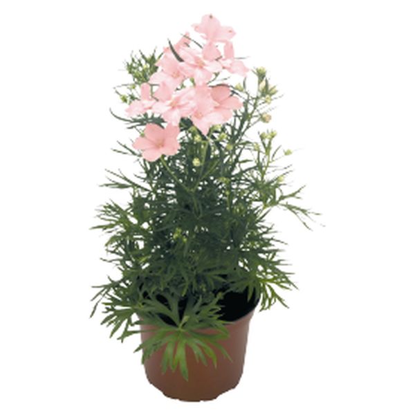 Насіння дельфініума Саммер світло-рожевий (morning) /100 насінин/ *Benary*