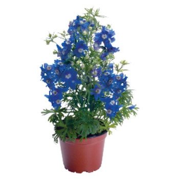 Дельфініум Саммер синій з білим вічком (cloud) /100 насінин/ *Benary*