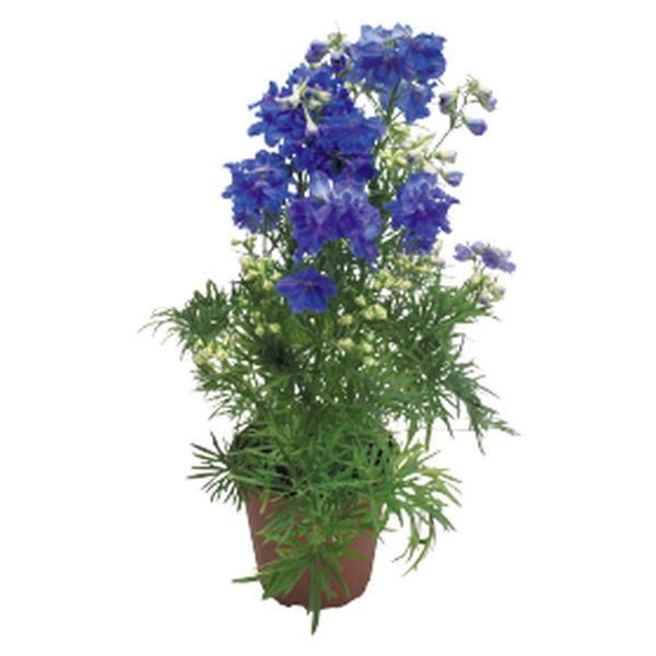 Семена дельфиниума Саммер темно-синий (nights) /100 семян/ *Benary*