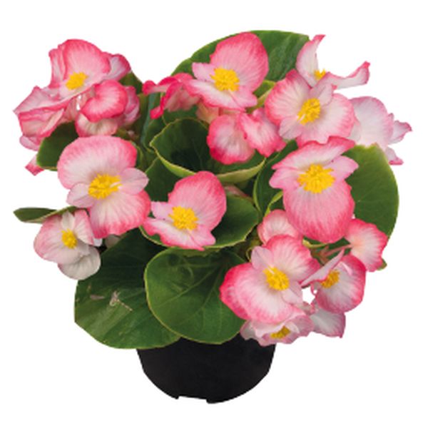 Семена бегонии Спринт Плюс F1 блаш (blush) /1.000 семян/ *Benary*