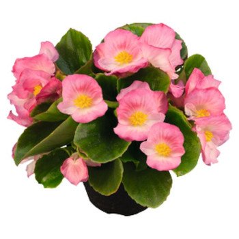 Бегонія Спрінт Плюс F1 пінк (pink) /1.000 насінин/ *Benary*