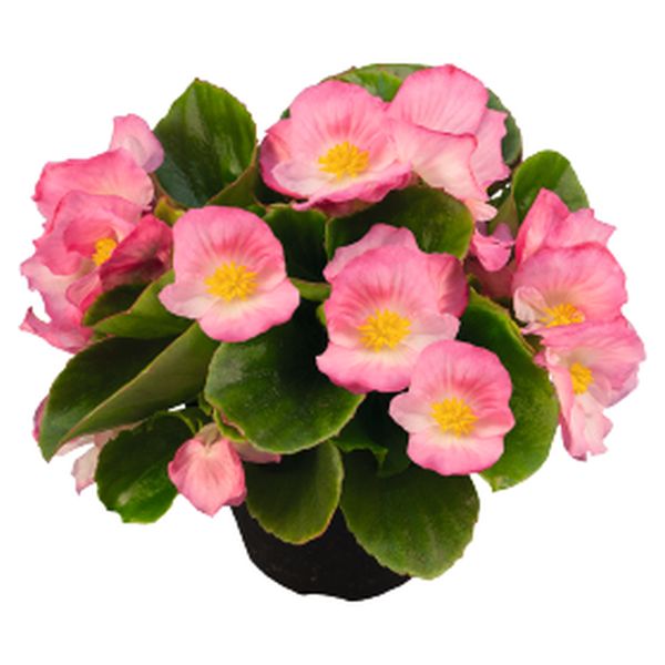 Семена бегонии Спринт Плюс F1 пинк (pink) /1.000 семян/ *Benary*