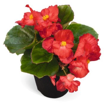 Бегония Спринт Плюс F1 красная (red) /1.000 семян/ *Benary*