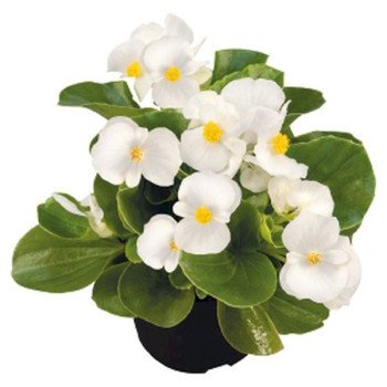 Бегония Спринт Плюс F1 белая (white) /1.000 семян/ *Benary*