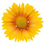 Гайлардія Арізона апрікот (apricot) /100 насінин/ *Benary*