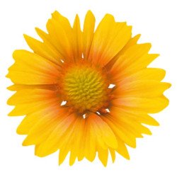 Гайлардія Арізона апрікот (apricot) /100 насінин/ *Benary*