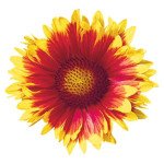 Гайлардія Арізона сан (sun) /100 насінин/ *Benary*