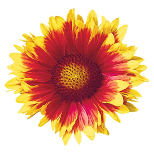 Насіння гайлардії Арізона сан (sun) /100 насінин/ *Benary*