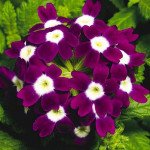 Вербена Обсешн F1 бургунді з вічком (burgundy with eye) /100 насінин/ *Syngenta*