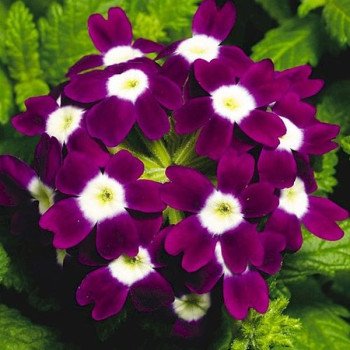 Вербена Обсешн F1 бургунди с глазком (burgundy with eye) /100 семян/ *Syngenta*