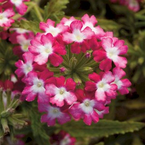 Насіння вербени Обсешн Твістер F1 червона (red) /100 насінин/ *Syngenta*