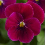 Виола Сорбет XP F1 карминно-розовая (carmine rose) /100 семян/ *Pan American*