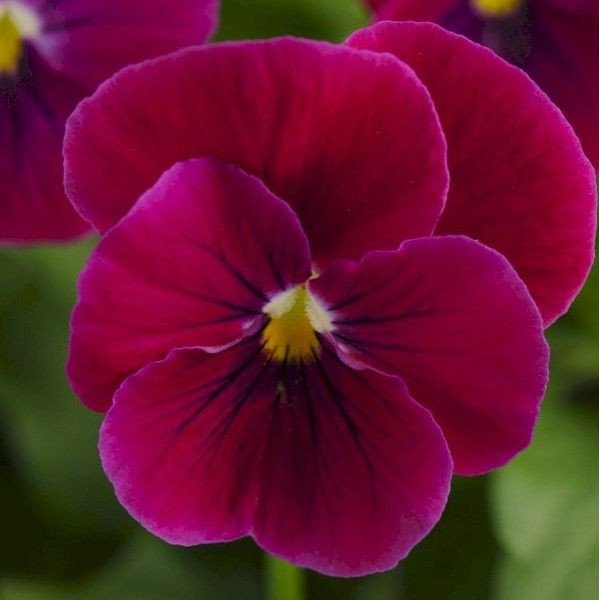 Насіння віоли Сорбет XP F1 кармінно-рожева (carmine rose) /100 насінин/ *Pan American*
